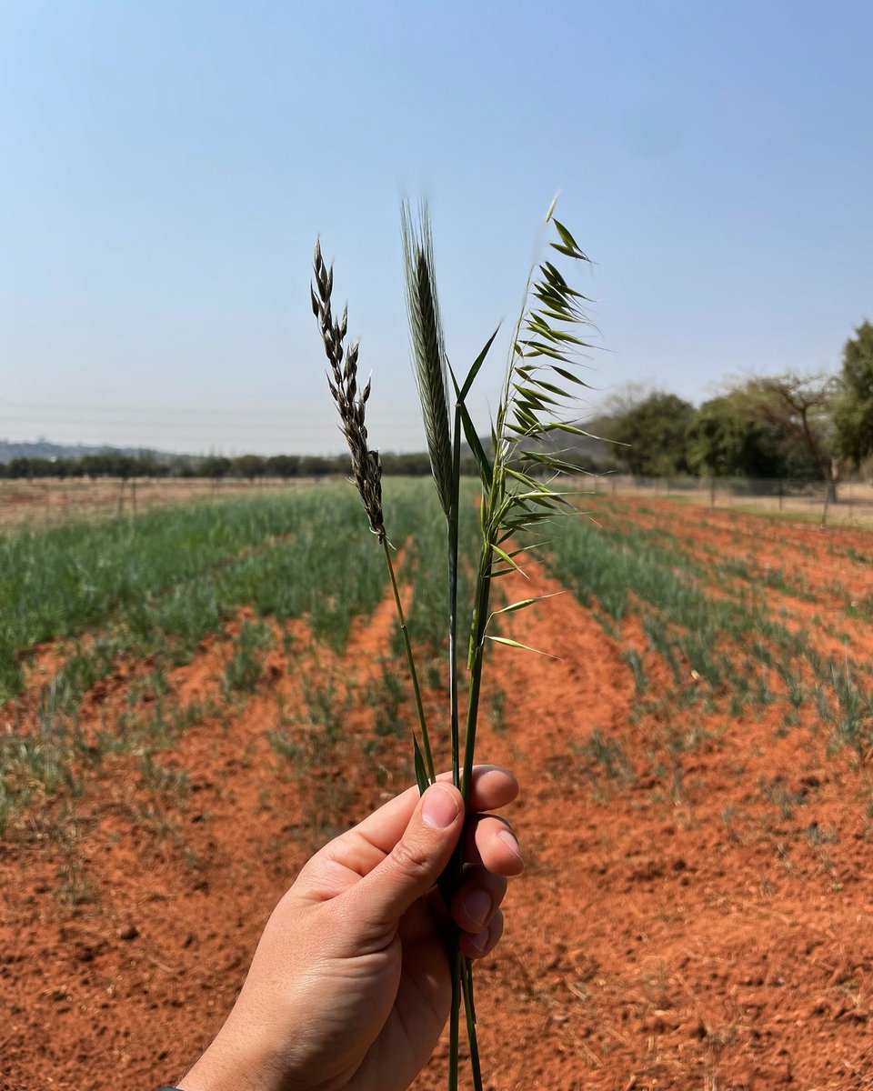 Its out with the Oats and in with the new! 

With a change in season comes a change in crop, because oats is a temperate species 🥶 

What sub-tropical species should we plant? 

#agt #agtfood #oats #avena #avenasativa <a href="/agtfoods/">AGT Foods</a> #avenastrigosa #triticale #research #pasture
