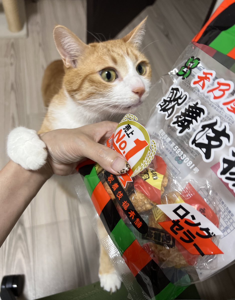 クウとカイ tweet media