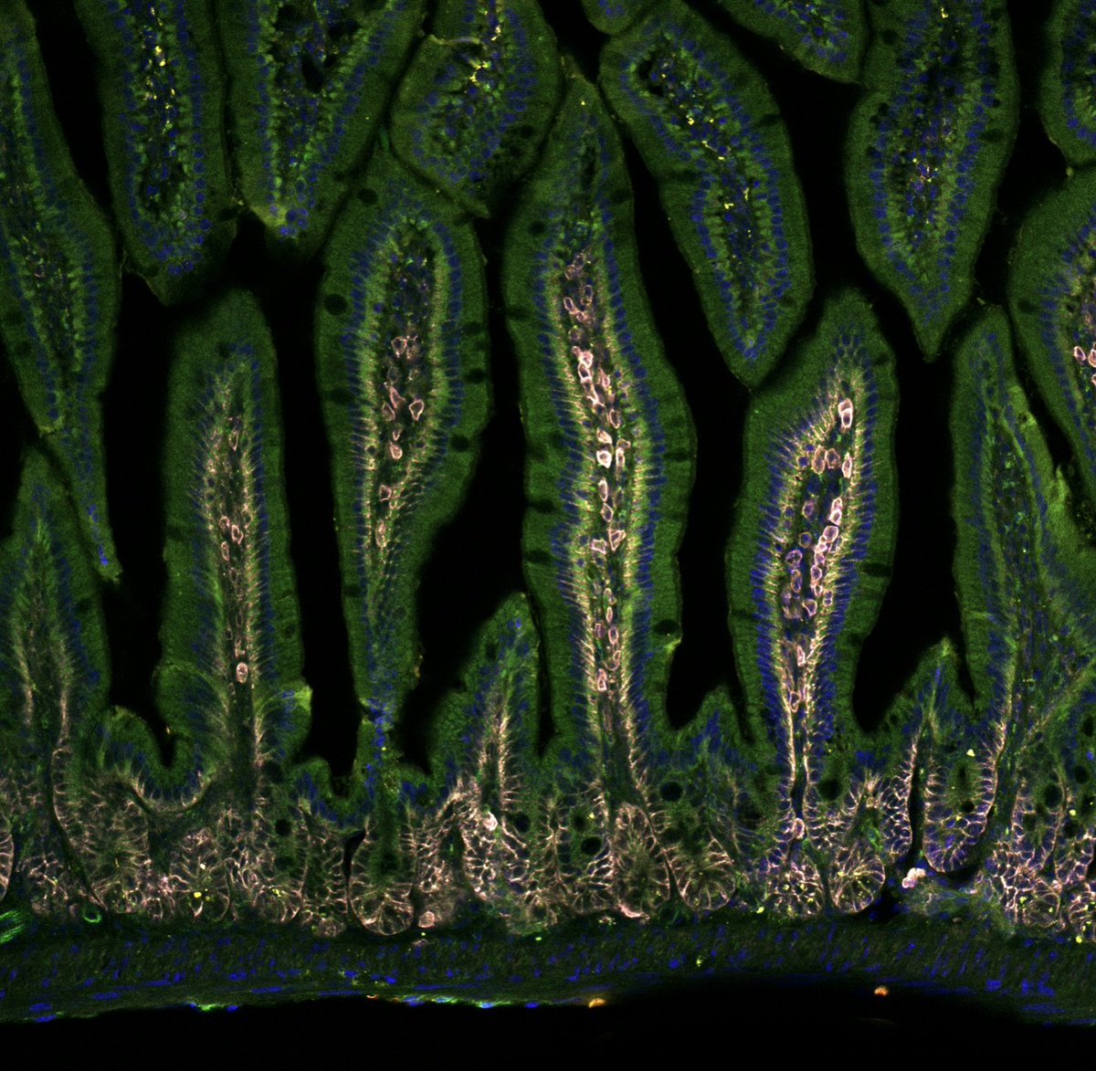Congratulations Dr. <a href="/MarcoDegiov89/">De Giovanni Lab</a> for being awarded an ERC Starting Grant. His study focuses on how GPCRs and other homing receptors contribute to regional variations in mucosal #immunity. <a href="/ERC_Research/">European Research Council (ERC)</a> #ERCStG