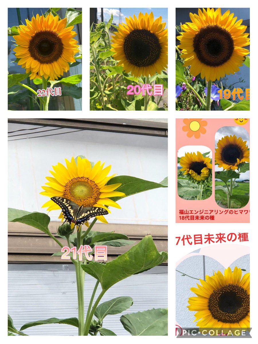 向日葵の幸わう夏