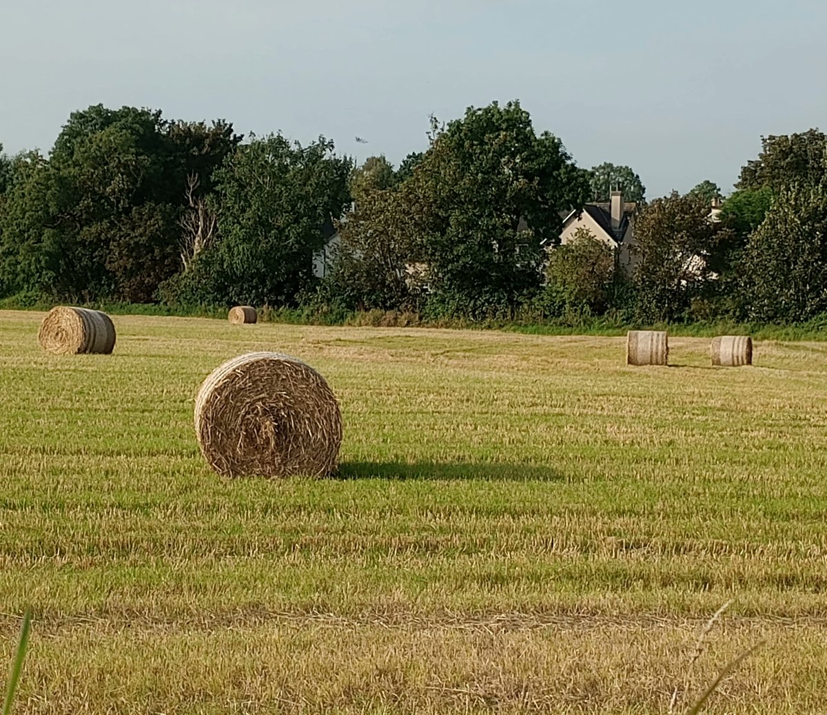 'There's a bright golden haze on the meadow.........' #fieldsofgold #indiansummer #morningwalk