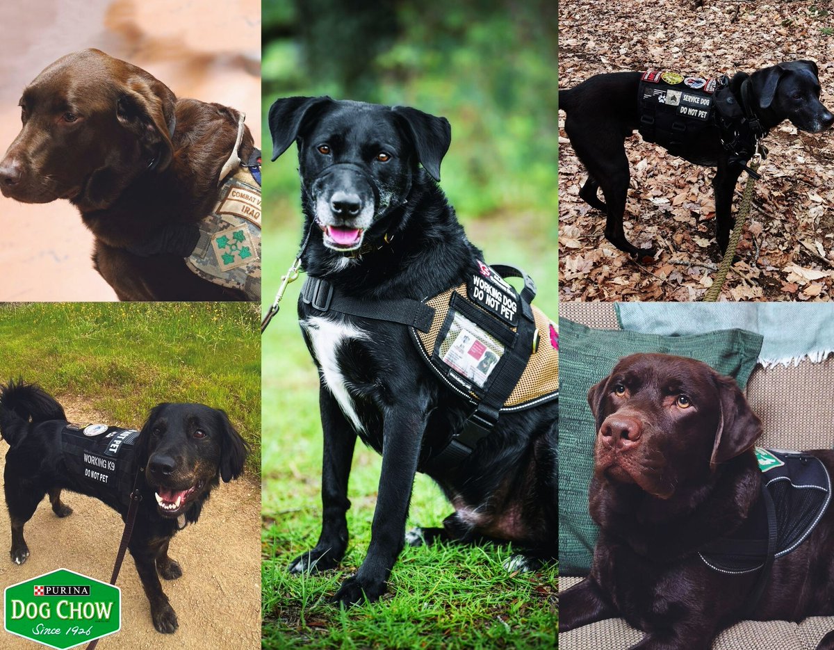 CivilizedBears's tweet photo. #Dogs September is National Service Dog Month!

Service Dogs for Veterans – Visible Impact Award.

BREAKING NEWS "Purina Dog Chow Teams Up with Actor Anthony Ramos to Honor Outstanding PTSD Service Dogs.”

SEE https://t.co/e22DBvla3t

VOTE NOW FOR YOUR CHOICE of OUTSTANDING DOG! https://t.co/RCG72jtsfp