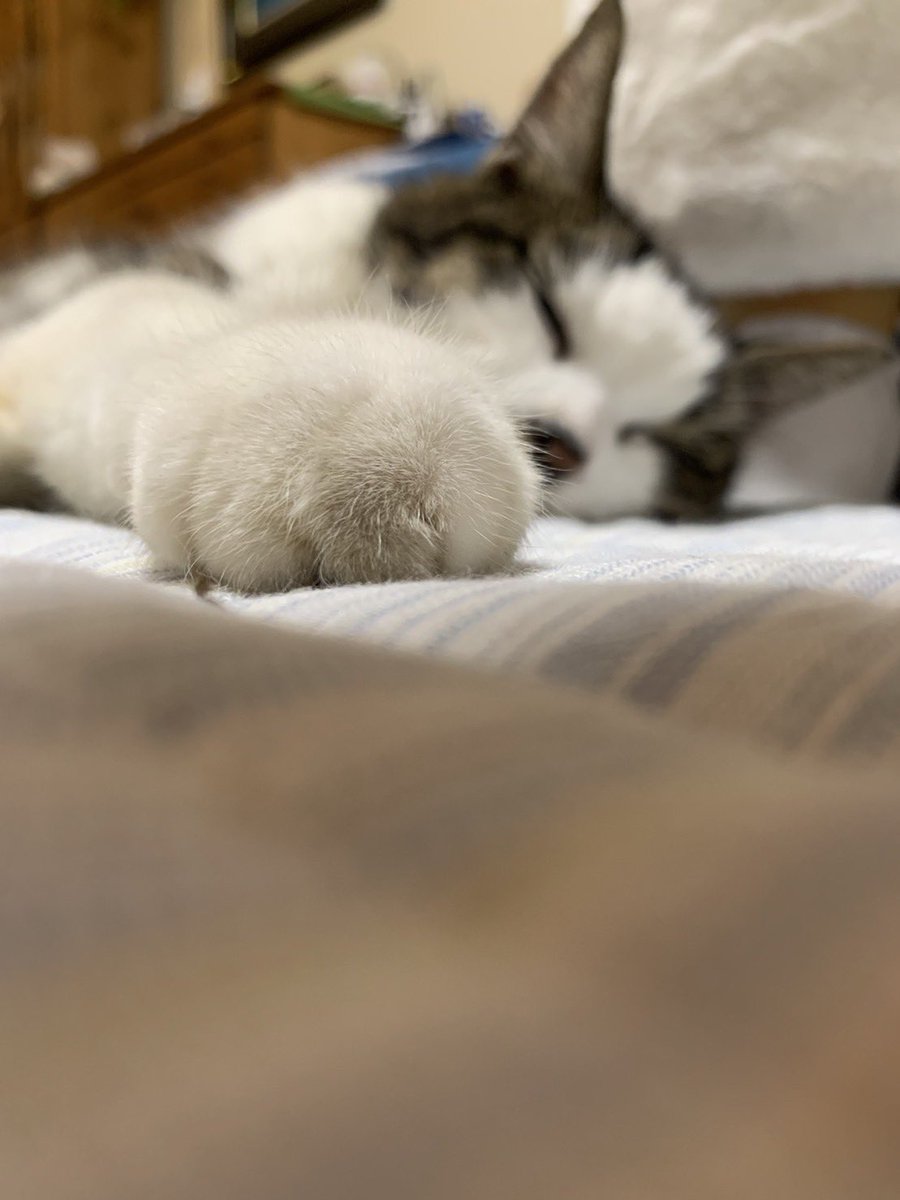 1127miumiu's tweet photo. んんんんん、にゃぁーーーーー🐱 https://t.co/kD7w8P0vKT