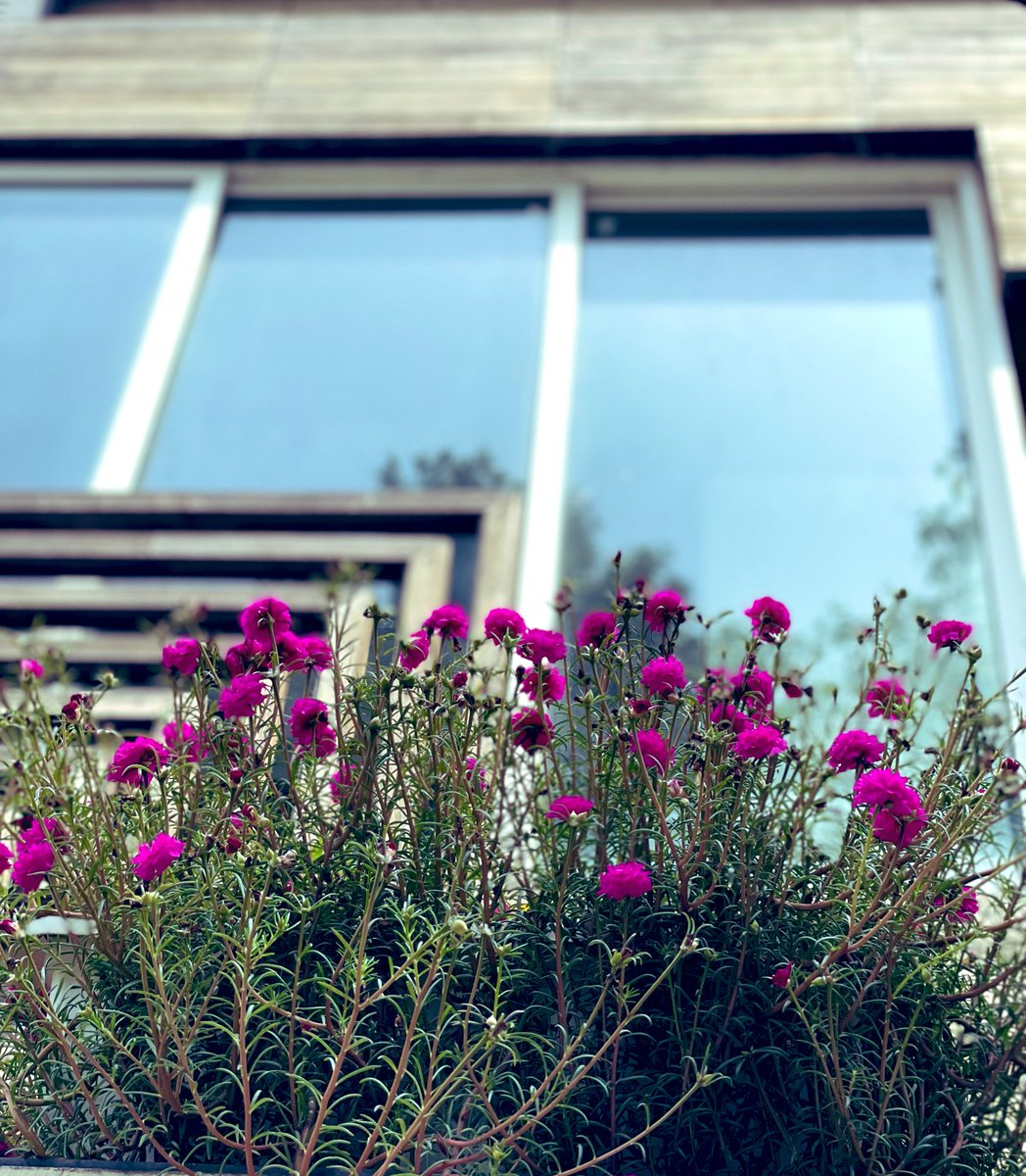 gsushma55's tweet image. My Balcony!!!! 

#Sush_Click! :)♥️