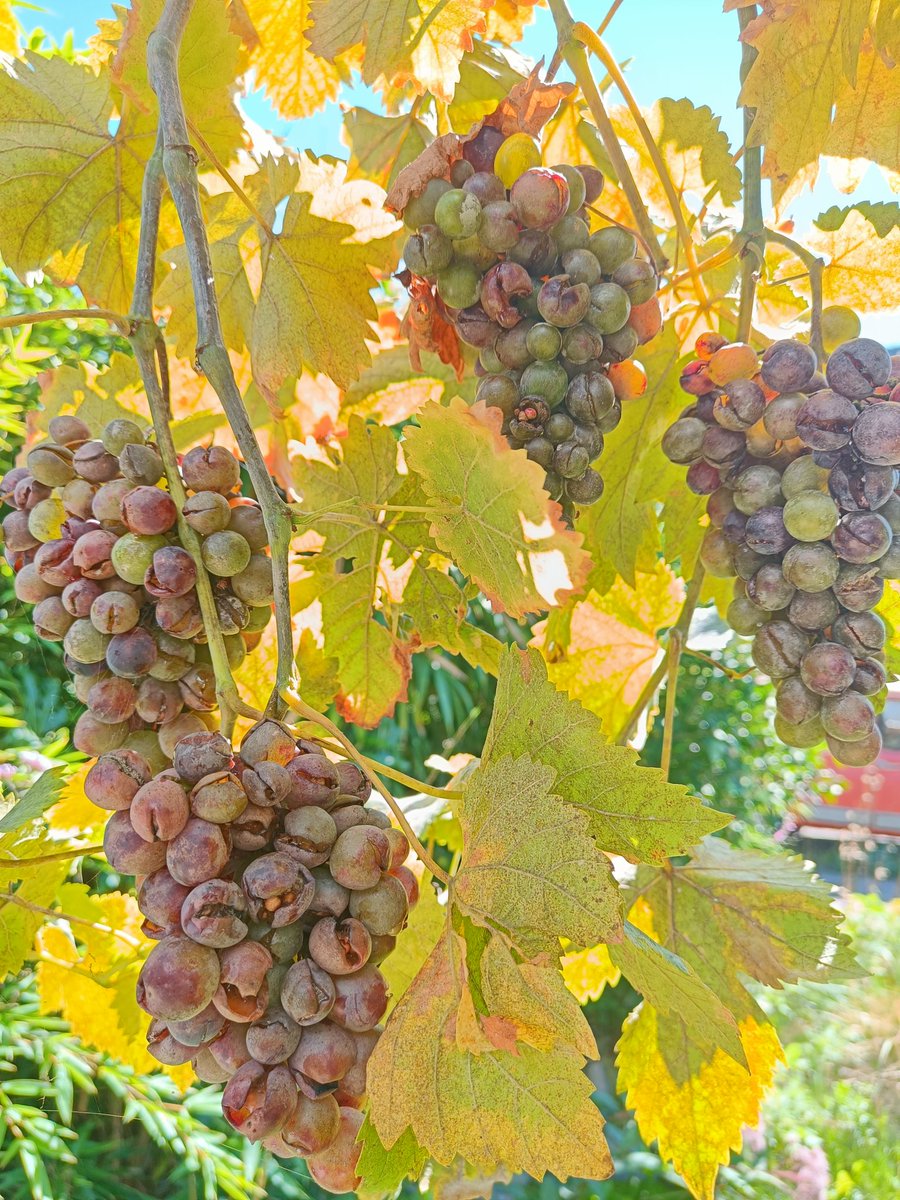 Ook dit jaar is de Boskoop Glory weer aangetast door meeldauw.  Klaar mee, hij gaat er uit. Iemand goede tip voor resistentere tafeldruif?