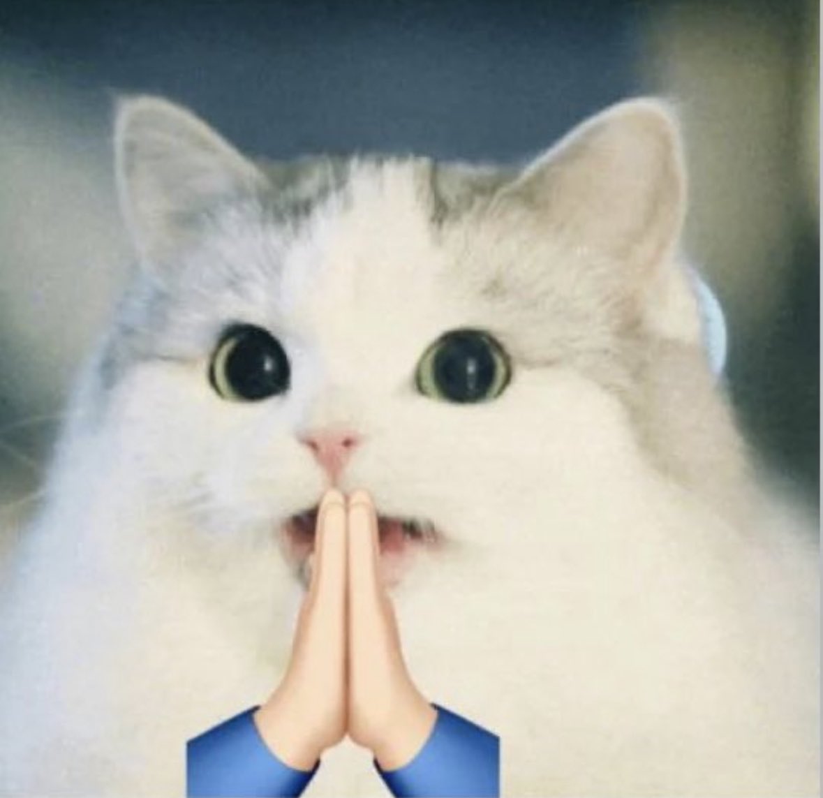 GAZAerc's tweet photo. Habibisss we launch for real at 12PM PST today. No more hiccups and no more bombing incidents at dev’s house. 

We demand peace so we have a great launch for lambo money. 

Join TG and vibe with us.

https://t.co/7CjRZVFKYU https://t.co/YvEsH0DM3X