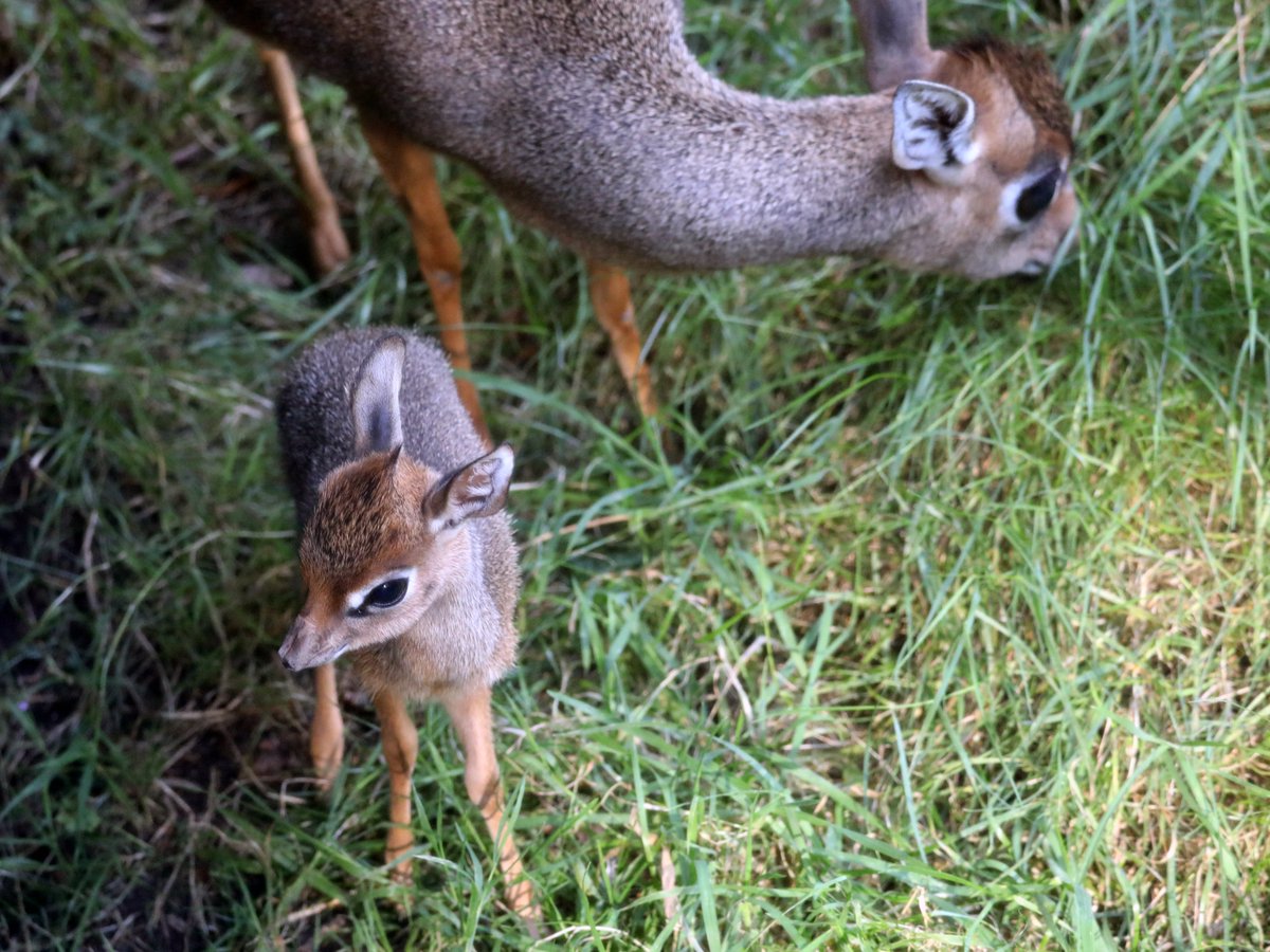 EdinburghZoo's tweet image. Our Kirk's dik-dik fawn is so tiny it's ri-dik-ulous 🤏🥹

Adult dik-diks stand about 30–40 centimetres tall making them one of the smallest members of the antelope family 💛