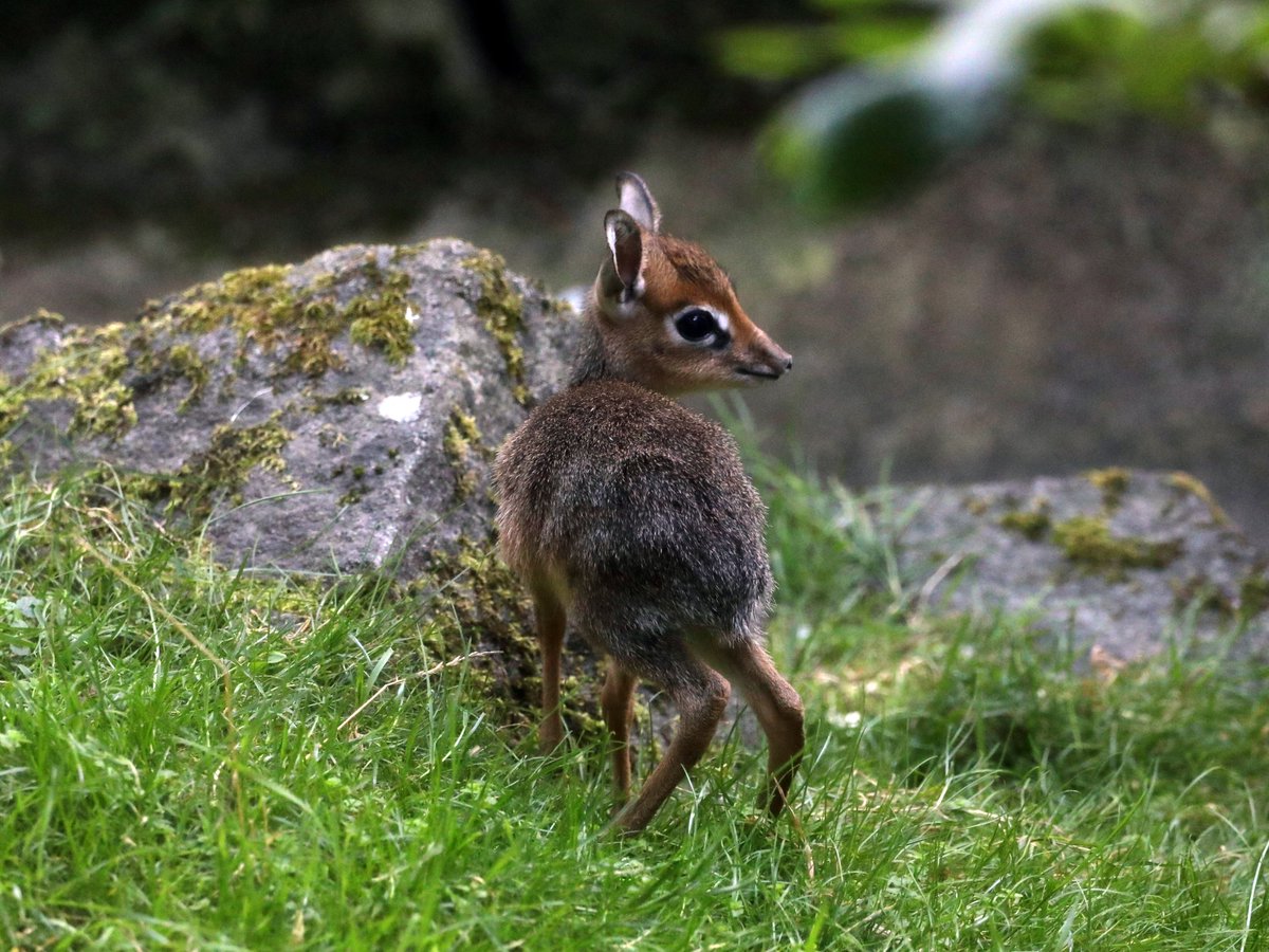 EdinburghZoo's tweet image. Our Kirk's dik-dik fawn is so tiny it's ri-dik-ulous 🤏🥹

Adult dik-diks stand about 30–40 centimetres tall making them one of the smallest members of the antelope family 💛