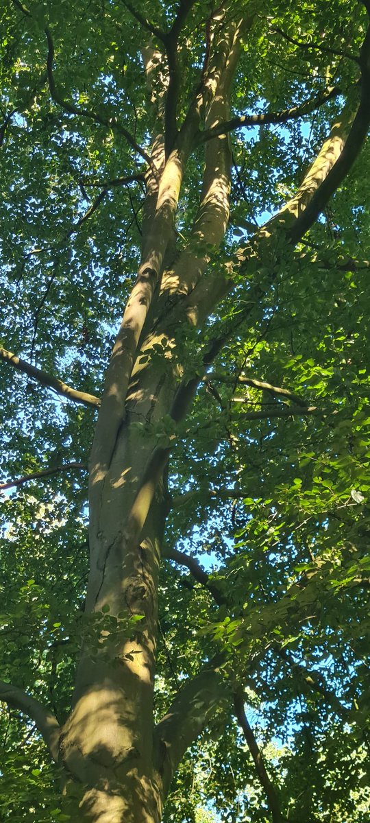 moonaaa's tweet photo. Come on let's twist again 💃🏼
#dancingtreewednesday 🌳🌞
#trees #treefriend https://t.co/09W4lvSFOn