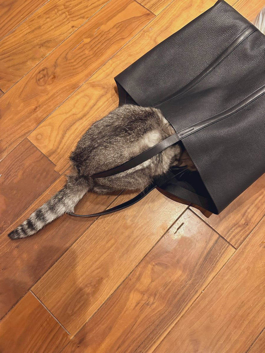 ココニャ@猫写真集、発売中！ tweet media