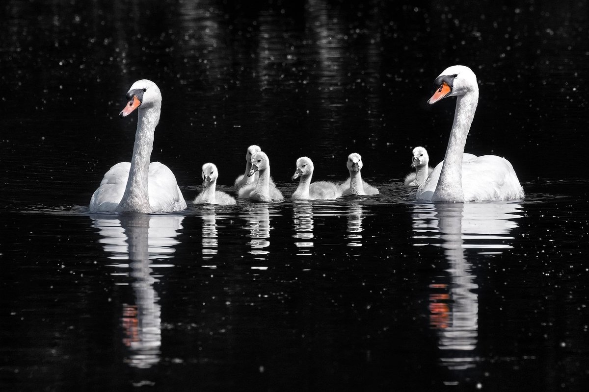 Mute Swans (Cygnus Olor) and their cygnets, Wolvercote Lakes, Oxford