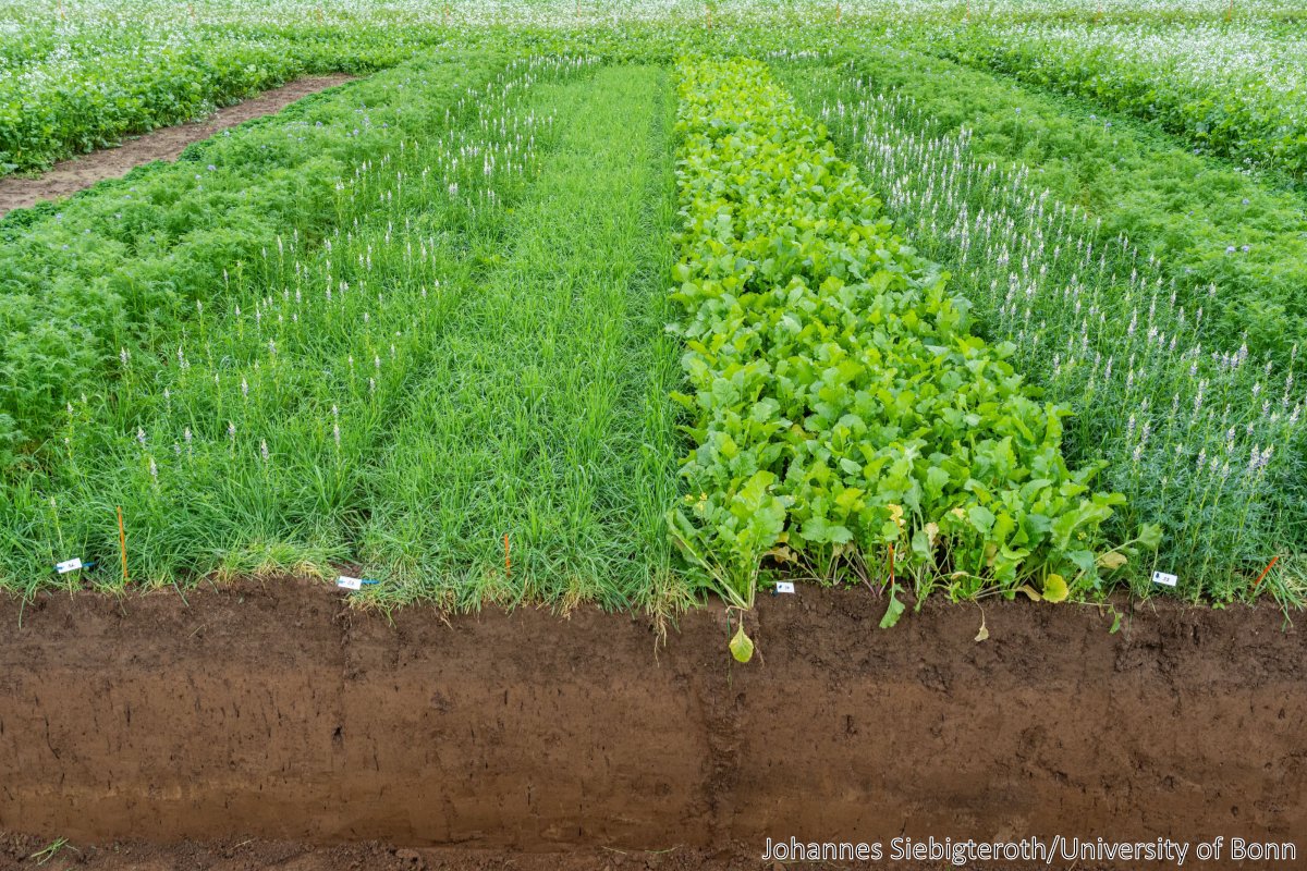 #Agriculturestudy delivers unexpected results: It analyzes the effect of #mixedcovercrops on #roottraits. Study published in in @plantandsoil. Mehr: uni-bonn.de/en/news/150-20… & doi.org/10.1007/s11104…