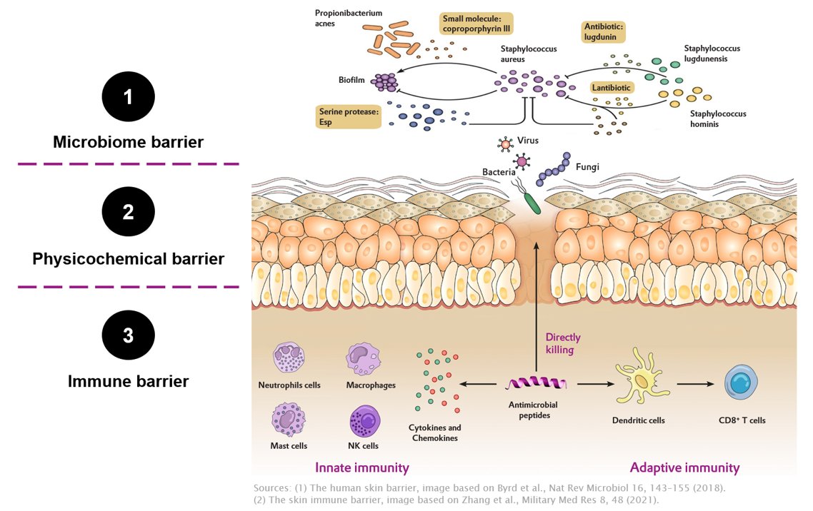 Did you know your skin consists of three layers of skin barrier, essential for a proper skin function and a healthy aging process?

SPHINOX® Immulance helps your skin to protect itself against diverse pathobionts by strengthening the immune barrier 🚀 intobeauty.evonik.com/product_area/?…