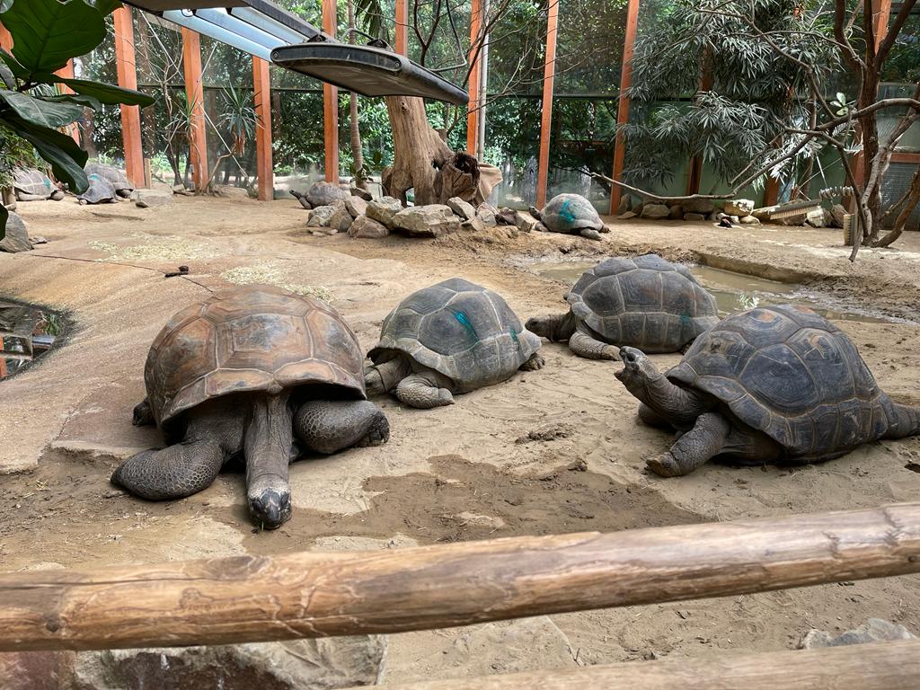 Hoe toegankelijk is DierenPark Amersfoort? Je ontdekt het nu in de Ongehinderd app. 😃🐒🐢 ongehinderd.nl/Spot/119653
