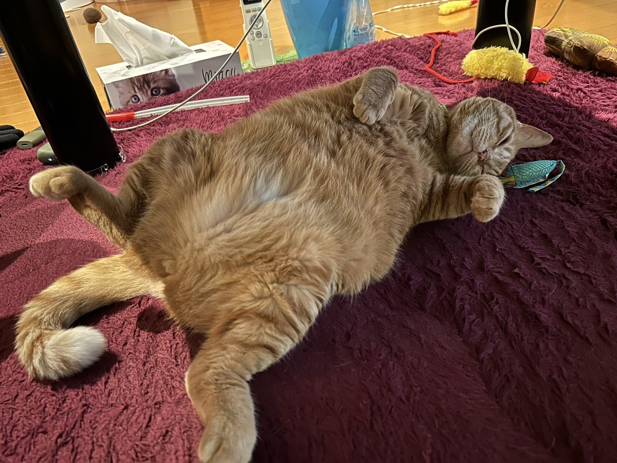 gt3801's tweet photo. 久々に🐈 https://t.co/jF3W9mRp1Q