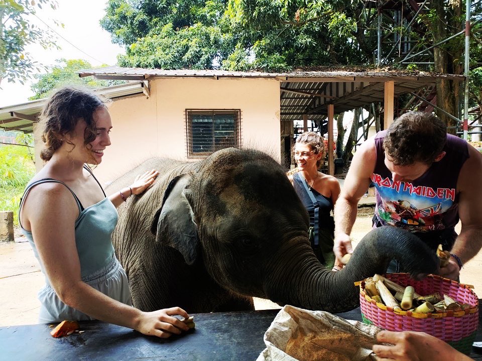 chokchai_camp's tweet photo. Chokchai The Elephant loves to eat sugar cane. It is his favorite snack 🐘🍬 #Elephants #Wildlife #Nature #elephantthailand #chokchaielephantcamp #chiangmaithailand #Conservation https://t.co/974QHllodI