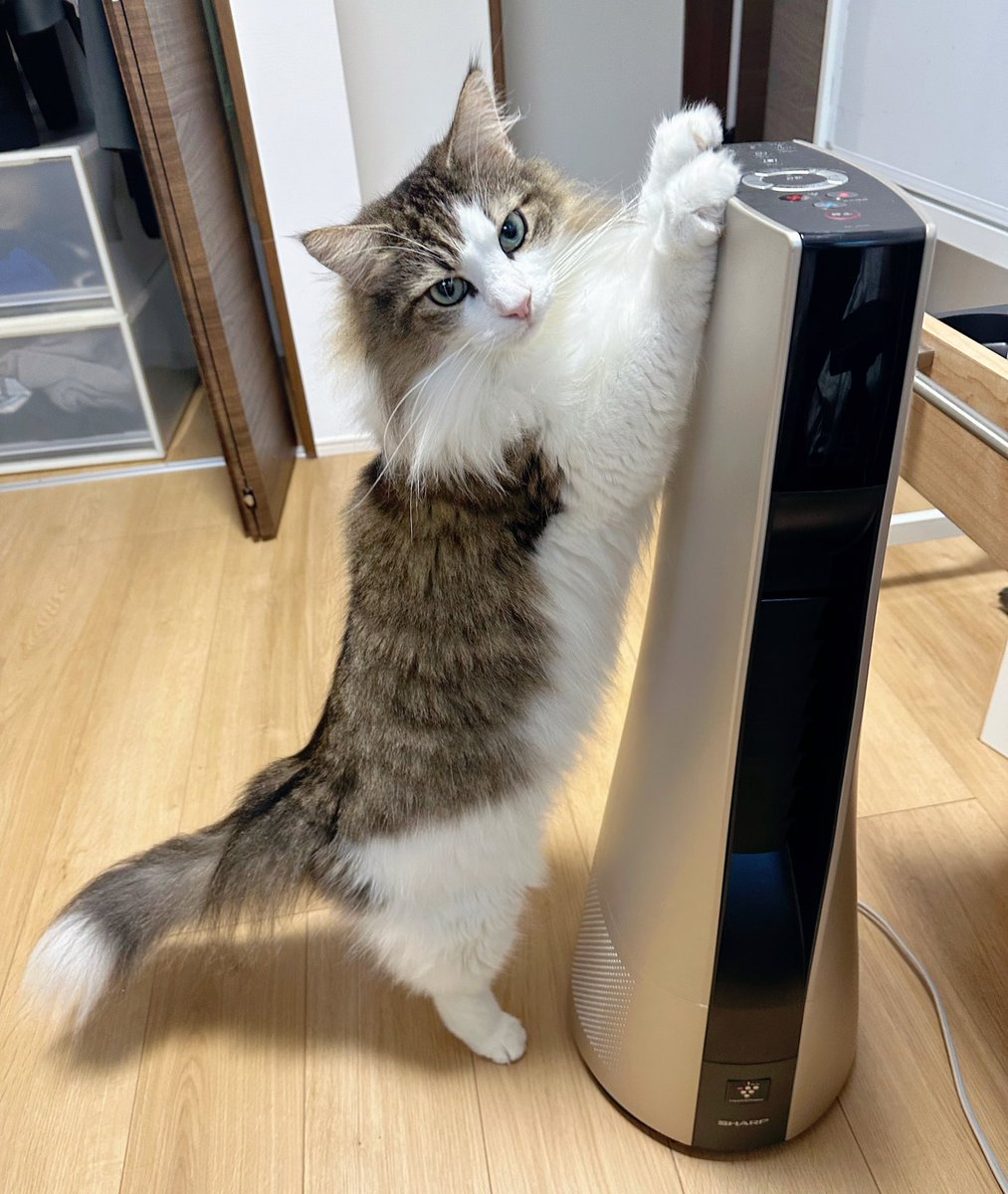 シィク / 猫アカ tweet media