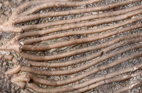 Why not join us on Saturday for our free family friendly Geology Tours? These can be booked via Ticketsource ticketsource.co.uk/dudley-museum-…