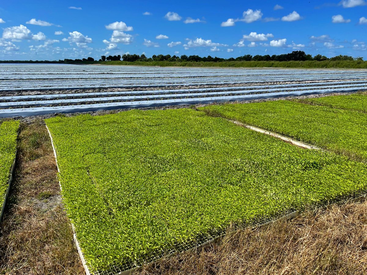 Jessica Ryals, Extension Agent tweet media