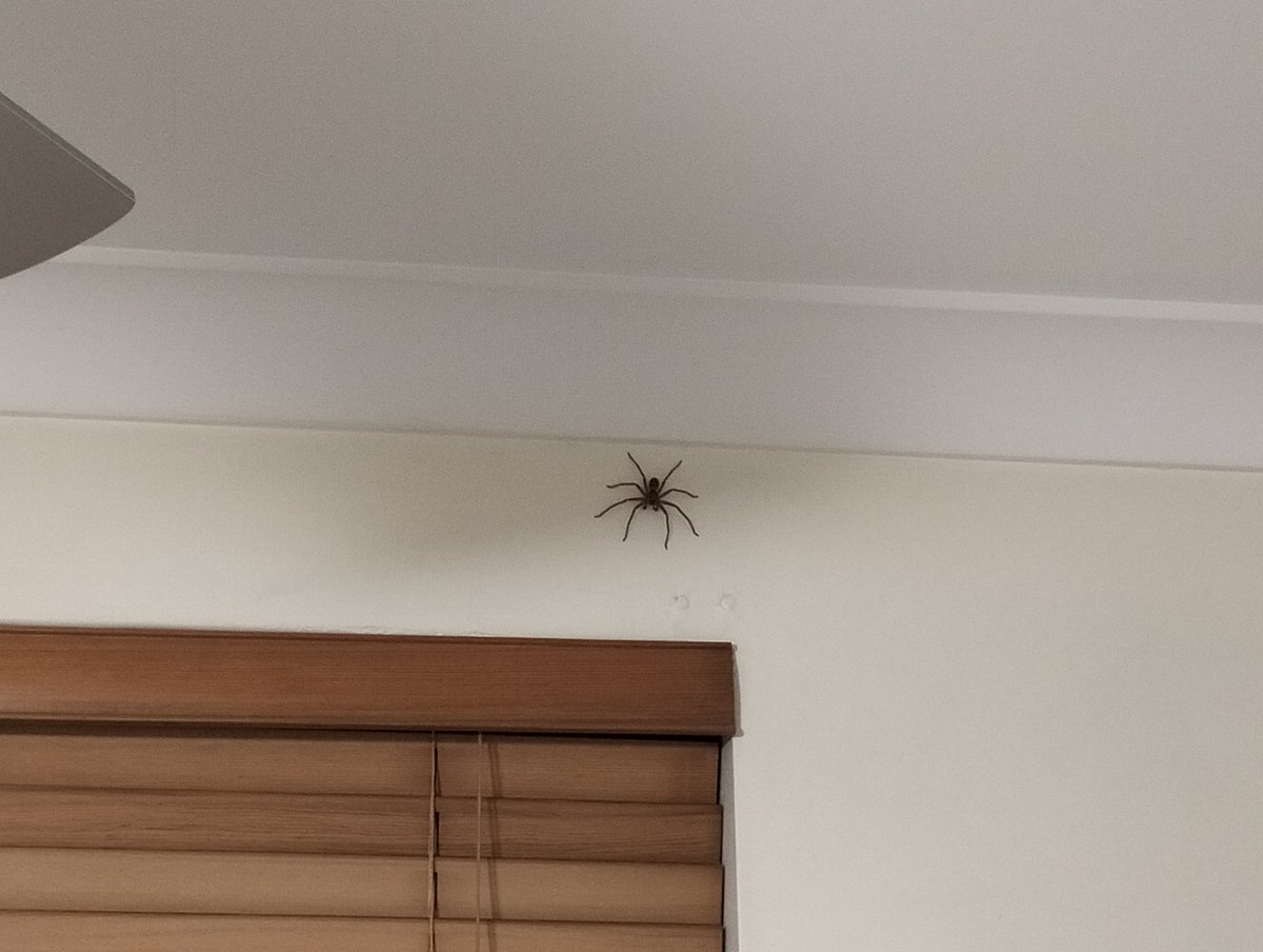 thatblogchick's tweet image. What's the worst thing to see at bedtime?
#straya #icanteven #halp