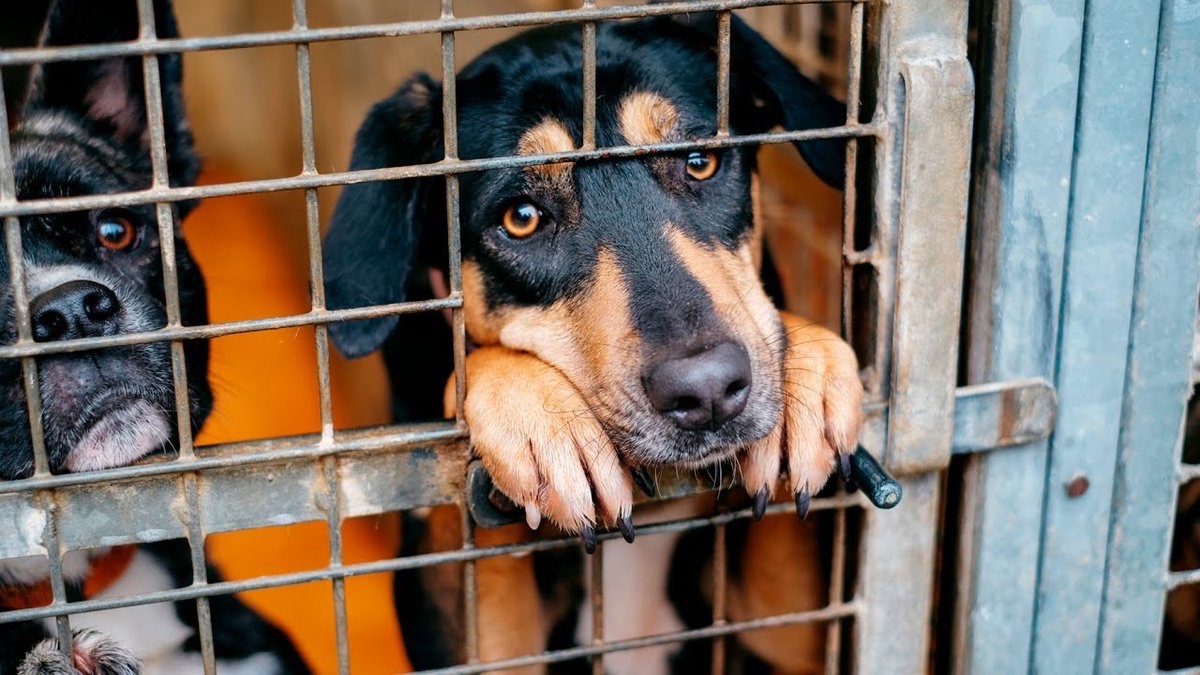 🐱🇫🇷 FLASH - 16.498 chiens, chats, chevaux et autres animaux ont été abandonnés entre le 1er mai et le 31 août dans les refuges de la SPA, qui évoque un bilan estival 'catastrophique'. (AFP)