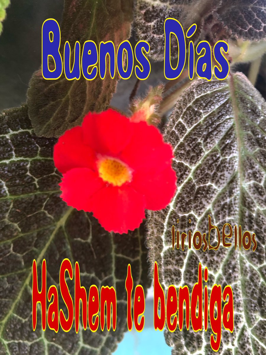 liriosbellos5's tweet photo. Buenos Días #bendiciones #HaShen te bendiga
💚🫶💕🤍☕️
#barujHaShem #emuna #ExcelenteDia #buendia #graciayfavor #agradecidos #spiritualart #artanddesign #liriosbellos🇨🇷 #liriosbellos #artandphotography #love #blessings #goodmorning https://t.co/l39ClG1oCA