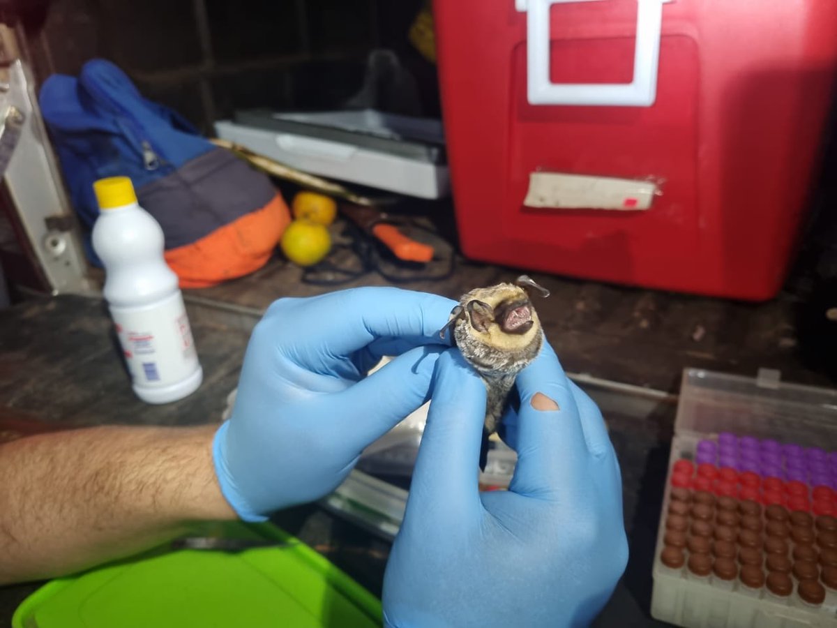 parquegalapagos's tweet photo. # Galápagos |#NuestrosGuardaparques están capturando murciélagos en la isla San Cristóbal, como parte de un proyecto de investigación que busca esclarecer el posible endemismo de dos especies de estos mamíferos que habitan en el archipiélago. 

Este proyecto ya cumplió su fase de campo en las islas Santa Cruz e Isabela, por lo que en los próximos 40 días se trabajará en San Cristóbal y posteriormente en Floreana.

El proyecto es una colaboración entre la DPNG, @utpl, @uidaho y el apoyo de @savegalapagos y @galapagosrf.