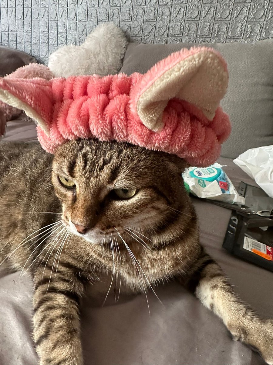 Hoy, el Señor Tidus cumple 1 año en casa, lo encontraron en una carretera, enfermo, y nos lo trajeron a casa, le íbamos a buscar un hogar, pero es un Cabron manipulador adorable y se quedó, feliz cumple tidus!