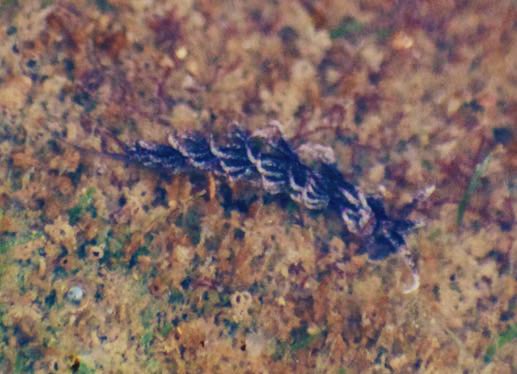 SahirDoshi's tweet photo. @sykesjeff Some of Mumbai’s littlest ones: 

Plexippus jumping spider
Noumeaella sea slug
Rose nudibranch
Carpented bee

Could actually really use some ID help on the jumping spider! Trying to work out if she’s Plexippus pykulli, petersi or someone else altogether. Thanks!

#IndiAves #BugID https://t.co/xCAx1M8SW3