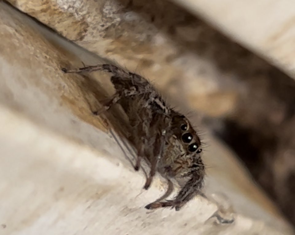 SahirDoshi's tweet photo. @sykesjeff Some of Mumbai’s littlest ones: 

Plexippus jumping spider
Noumeaella sea slug
Rose nudibranch
Carpented bee

Could actually really use some ID help on the jumping spider! Trying to work out if she’s Plexippus pykulli, petersi or someone else altogether. Thanks!

#IndiAves #BugID https://t.co/xCAx1M8SW3
