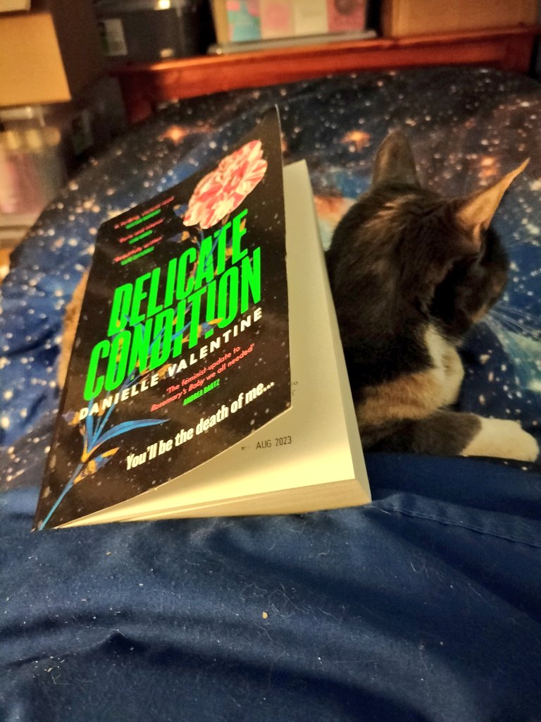 Priya doesn't seem to mind the weight of @dvalentinebooks's #DelicateCondition. @ViperBooks #BookTwt #BookTwitter #CatsOfTwitter #Cats #Cat #DanielleValentine