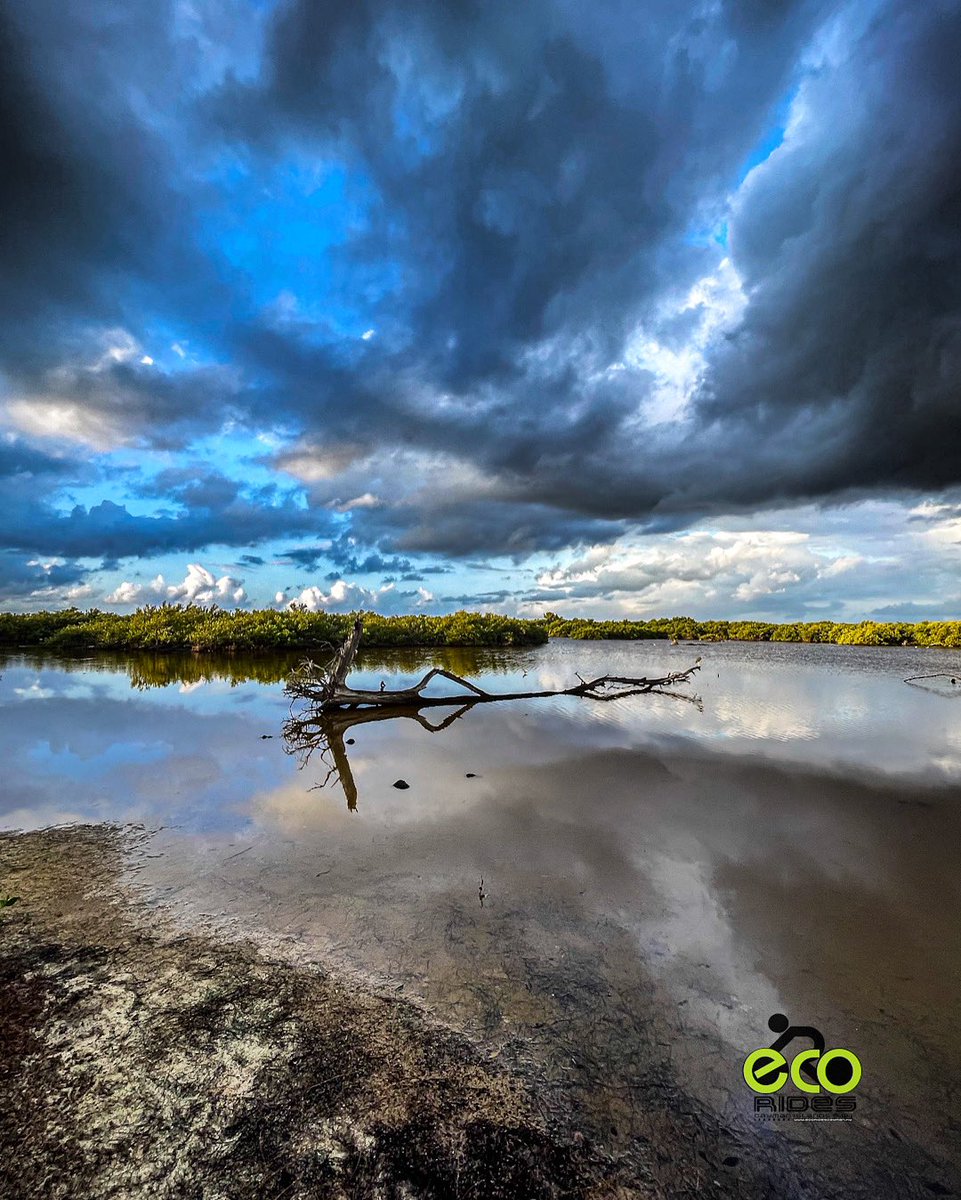 Early overcast morning at the Pond. #ecoridescayman #letsride #grandcayman #caymanislands
#biketoursincaymanislands #thingstodocaymanislands #caymankind #ecotours #bicycletours #cyclingincaymanislands #cycling #exercise #beautifuldestinations #earthpix #lonleyplanet #instaphoto