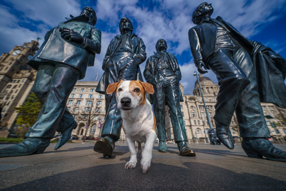 Chereenie's tweet image. My little legend Oscar  @catsdogphoto