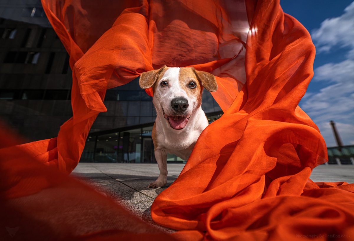 Chereenie's tweet image. My little legend Oscar  @catsdogphoto