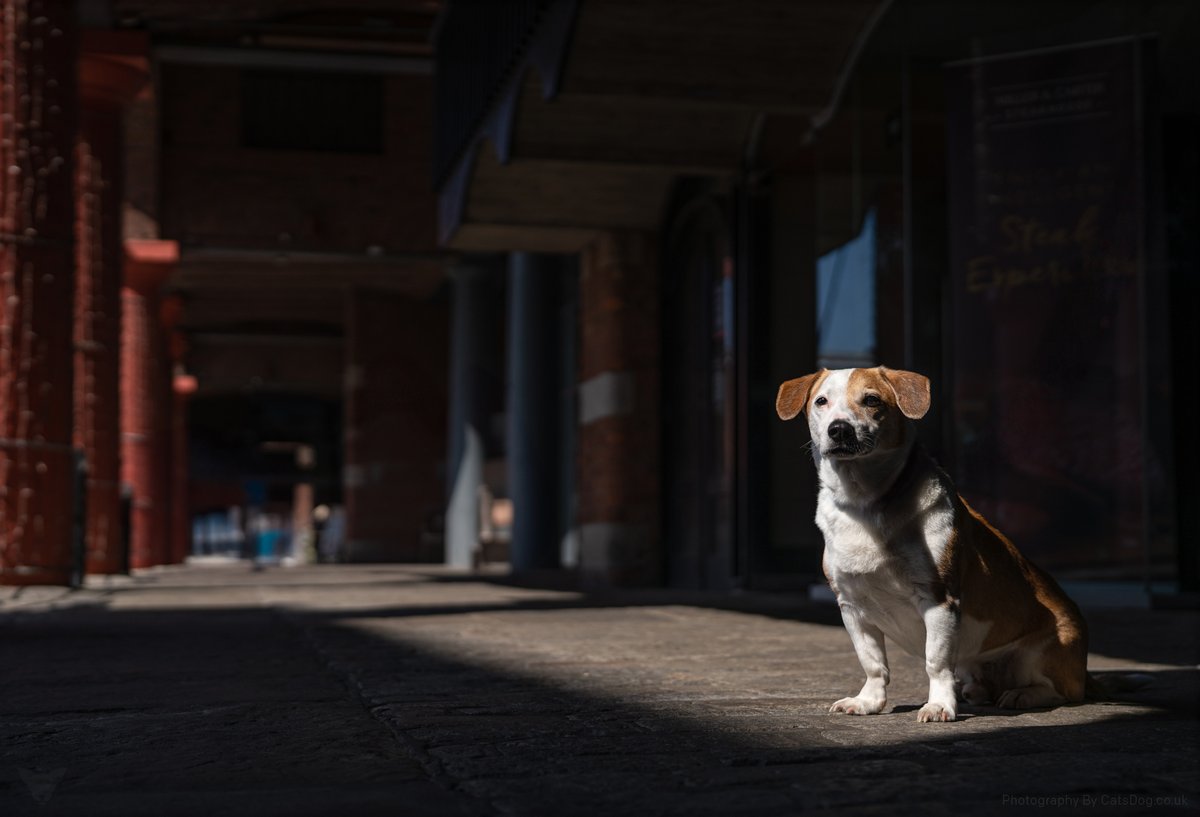 Chereenie's tweet image. My little legend Oscar  @catsdogphoto