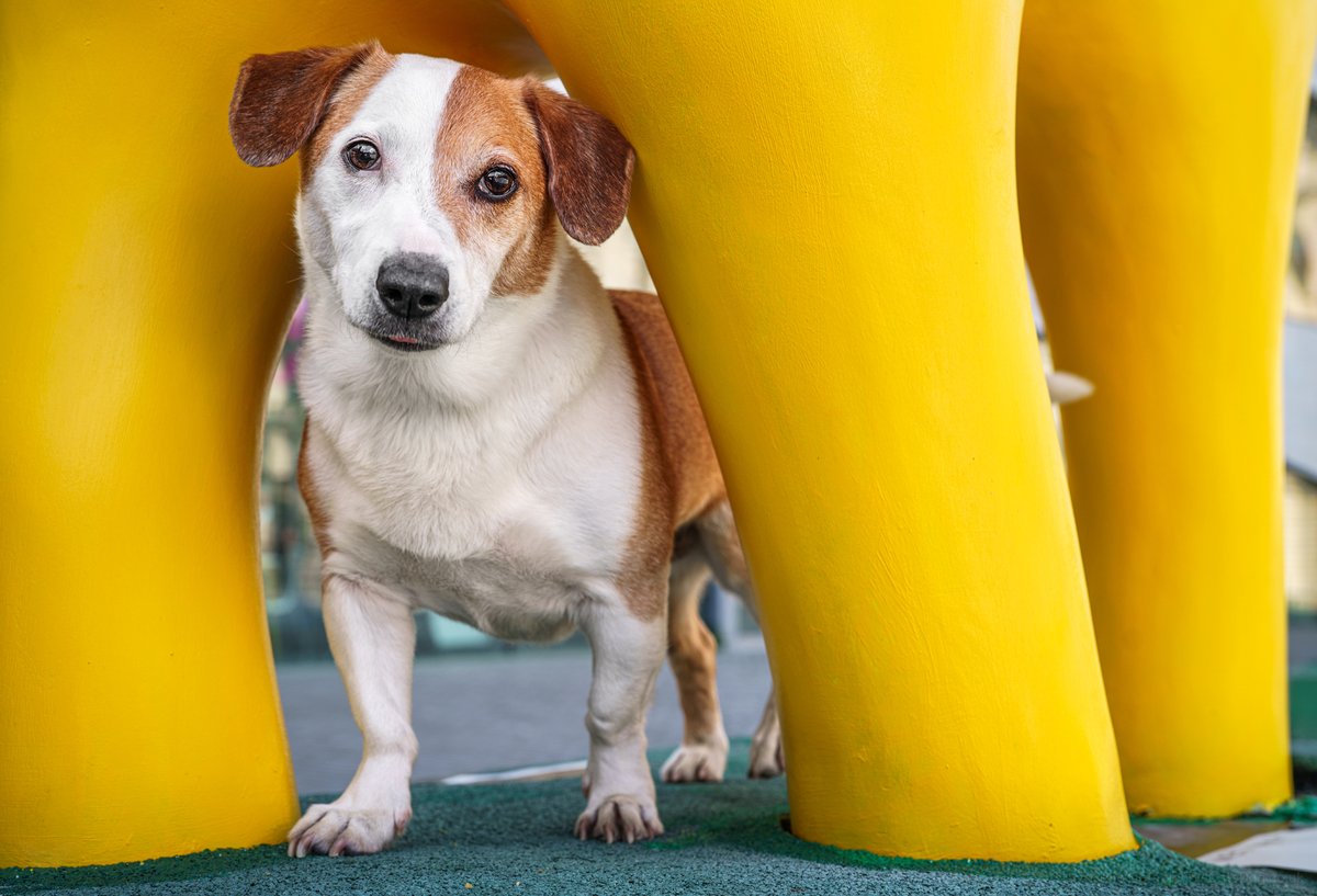 Chereenie's tweet image. My little legend Oscar  @catsdogphoto