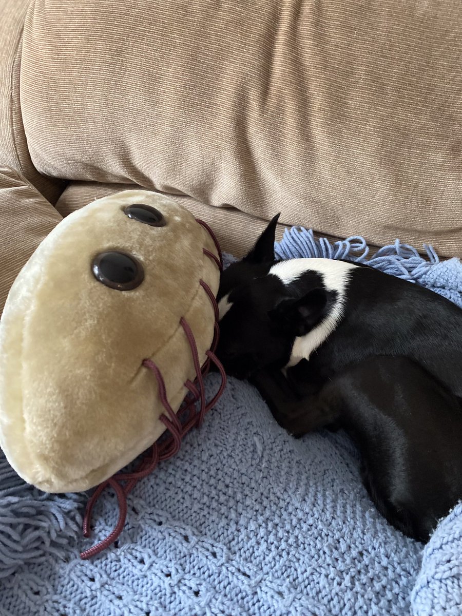 Hiding under me @GIANTmicrobes #Ecoli pillow on this hot and rainy #WontLookWednesday…at least me has #pugtalk to look forward to tonite! 

#dogsoftwitter #dogsofx #bostonterrier #naptime #itstoohot