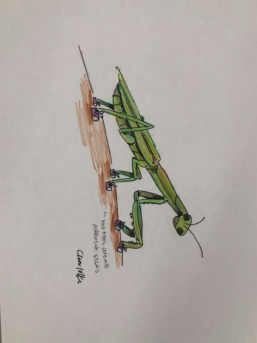 USU_InsectTours's tweet photo. The Entomology Club had a great first meeting w/ presentations by Gavin &amp; Anthony about Hemipterans &amp; Lepidoptera, respectively. Helani also led a fun scientific illustration session, where we doodled some praying mantises. Thanks all for joining! https://t.co/Bds3t998Cb