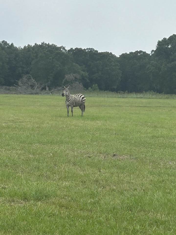 7LobosRanch's tweet photo. Have you ever seen a Zebra that wasn’t at the zoo? See them &amp; so many other exotics today: https://t.co/RGhSHSheHT

#7LobosRanch #TeamBuilding #Hunting #Resort #Corporate #Events #EastTexas #ExoticAnimals #Adventure #Lodge https://t.co/nrvEWXtqPk