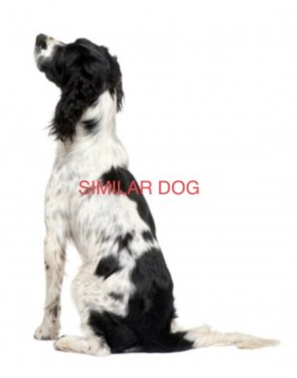 bs2510's tweet image. #SpanoelHour
JUMPED FROM CAR #EnglishSpringerSpaniel

#Missing 31 Aug 2023 #Pyecombe Services #Brighton BN45- not sure which side - ran into woods - Car Drove off

doglost.co.uk/dog-blog.php?d…