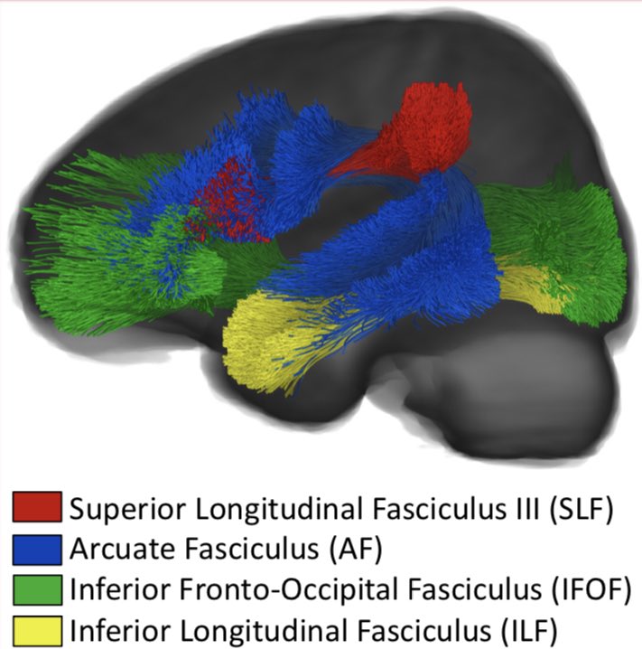 Meaghan Perdue, PhD tweet media