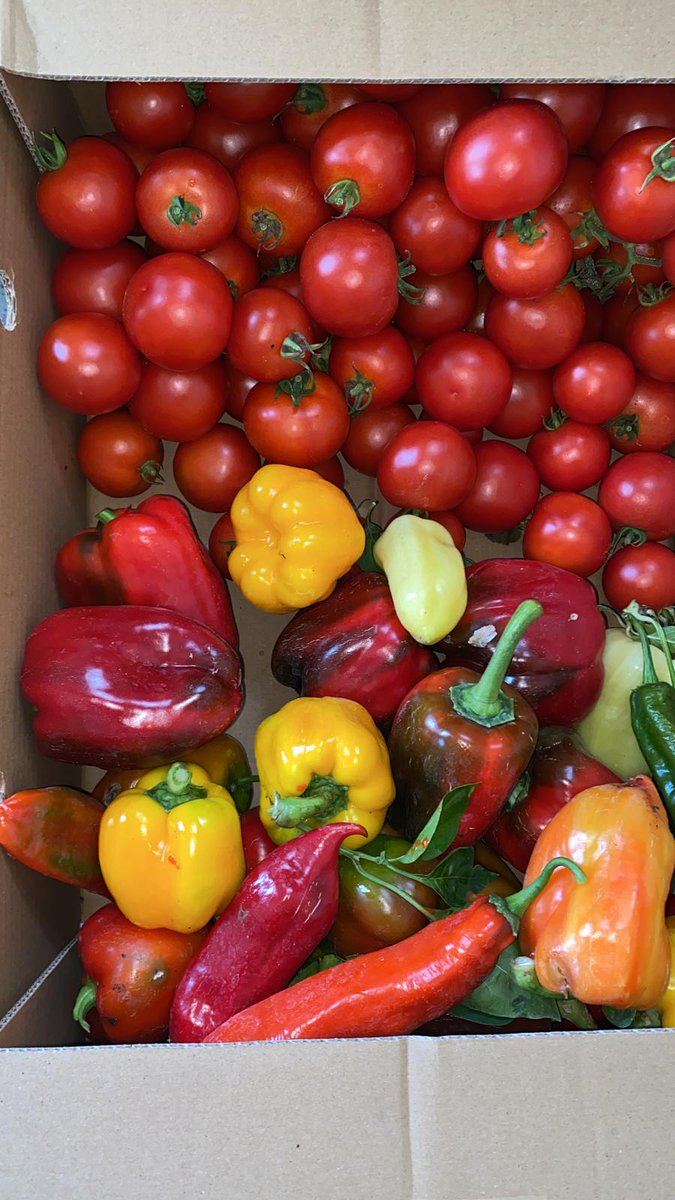 An emergency delivery of freshly picked, locally grown, delicious &amp; nutrition-packed <a href="/SoilAssociation/">Soil Association</a>-certified #OrganicVegetables heading up to help feed the hungry masses at the #AgroforestryShow this evening... 
Hope you all enjoy! 😍😍😍
<a href="/woodlandtrust/">WoodlandTrust</a>