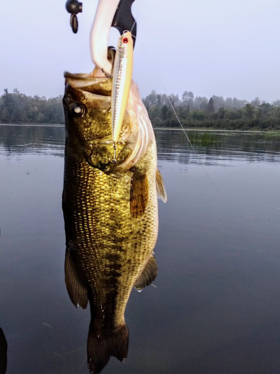 LuckyCraftUSA1's tweet photo. “With temps near 100° largemouth are up shallow at sunrise ambushing bait before moving back into cover or deeper water. Got this one on a Gunfish 115 in Bone Shad walking it through an active school of bass preying on baitfish.”-Jim W. Harding #Gunfish115 #BoneShad #LuckyCraft https://t.co/aRWRUk4BlE