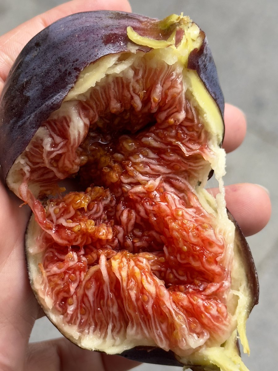 a girl can have a fig after a long day of walking
