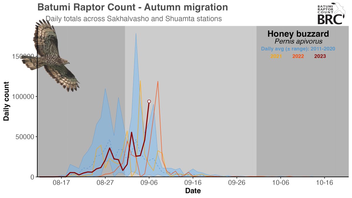 Here's our Honey Buzzard peak day in context. Of the 96K+ that passed today, 93.913 passed in the standard count period of sunrise+1h to sunset-2h. 

So today was the 6th biggest Honey day in BRC records. Just shy of the 100K that was crossed only 4 times: in '12, '15, '21 &amp; '22.