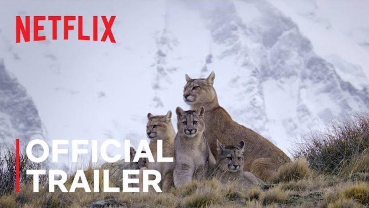 RED_Cinema's tweet photo. Experience life through the eyes of cheetahs, polar bears and more of the planet's most powerful hunters as they fight against the odds to survive in "Predators." Now streaming on #Netflix. #ShotonRED

Watch Trailer>> https://t.co/NTs0996EFI https://t.co/ioDlCHlkyh