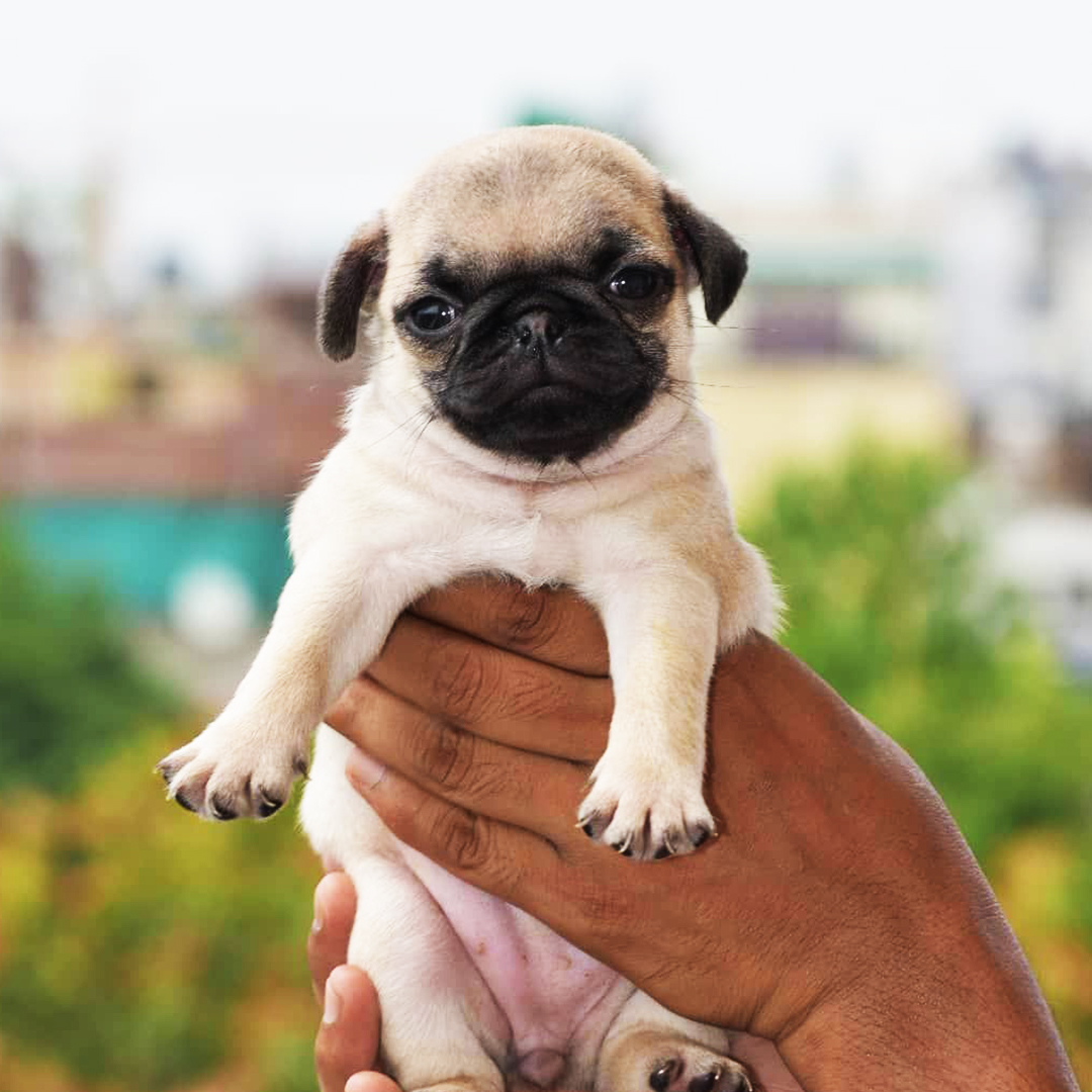 usa_pug's tweet photo. Pug life.
#PugLifeMeme #PugLifeRules #PugLoveClub #PugLoveLife #PugPerfection #PugPride #PugSelfie #PugsNotDrugs #PugLifeHappiness #PugLifeLover #PugLifeSquad https://t.co/Jyoa9QHC3c