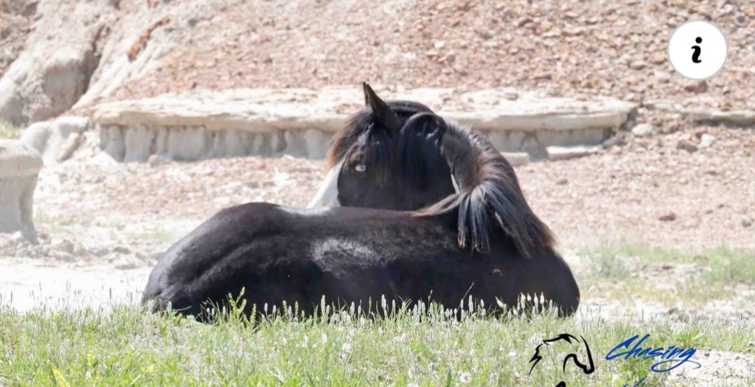Hello and Happy Wednesday! 

Filly Phoenix is here with a NEW blog post for you! 

chwha.org/2023/09/06/how…

Thank you for your support and have a GREAT day!

#AdvocateForChange #SaveOurWildHorses 
#StandForOurWildHorses #SaveTheTRNPWildHorses #TRNPwildhorses #CHWHA #BeTheirVoice