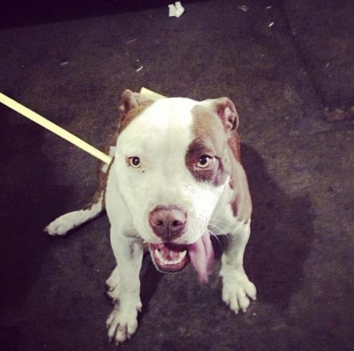 shrugdeaIer's tweet photo. A WHOLE DECADE with this silly potato! Happy Gotcha Day, Sela!  Ten years ago she wandered into an old job of mine and has been a member of my family ever since. Can I get a WE LOVE BEE-BOO! #DontBullyMyBreed #BSLISBS #NoBadDogs https://t.co/8HZk4tqMjX