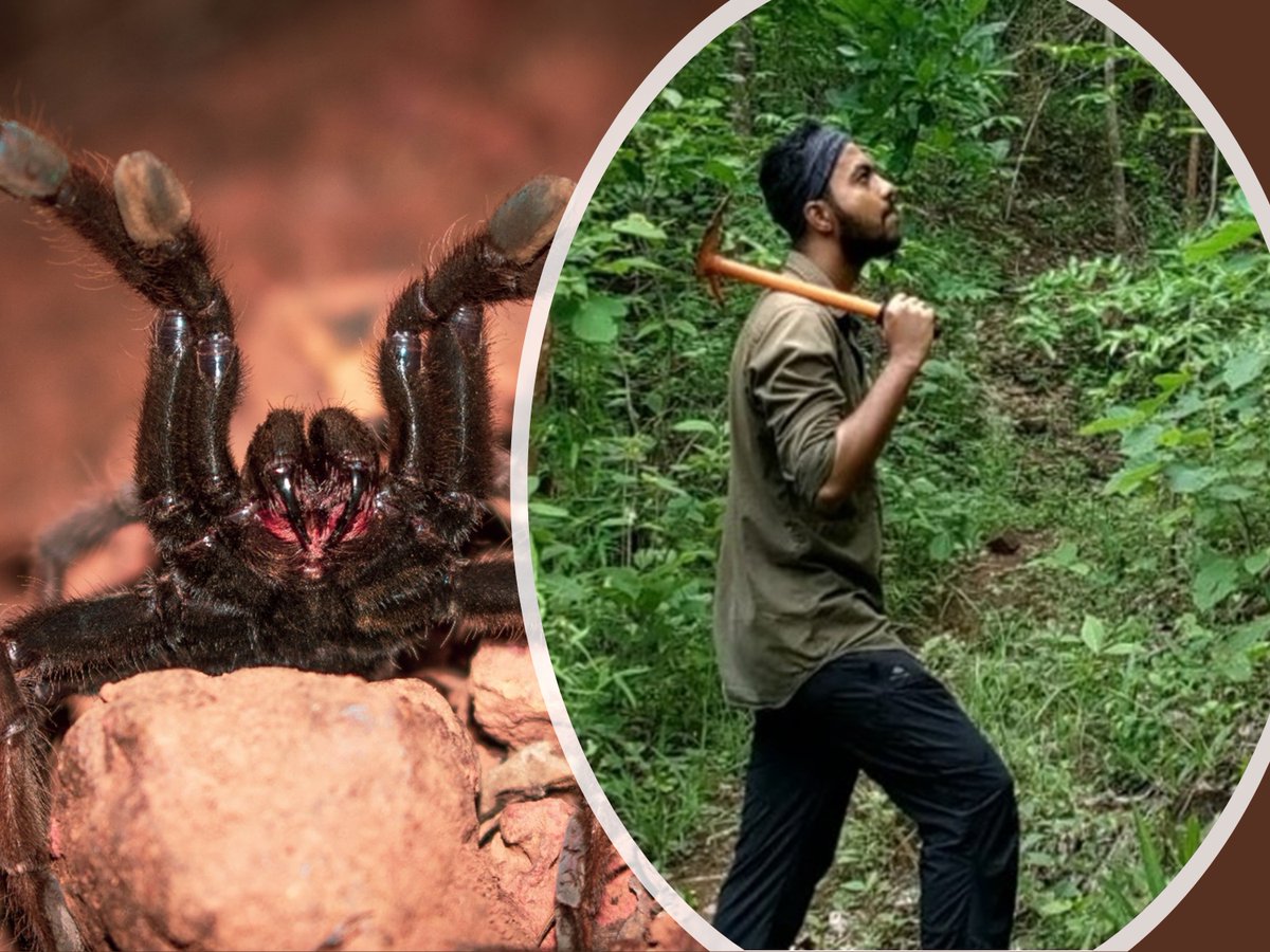 The surprising biogeographical history of tarantulas, by @AritraB24401348 , PhD student at the Indian Institute of Science. 🕷️🌍🌎 Read more here: journalofbiogeographynews.org/2023/09/06/ecr…